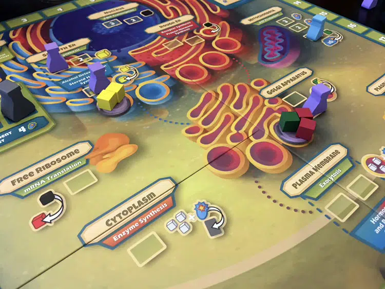 A colorful board game set up on a table, featuring various tokens, cubes, and pieces on a biological cell-themed game board with labeled sections.