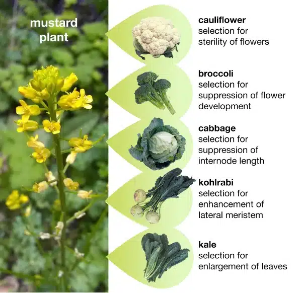 Mustard plant with labeled images, like a botanical periodic table, showing cauliflower, broccoli, cabbage, kohlrabi, and kale each bred for unique traits from the mustard plant.
