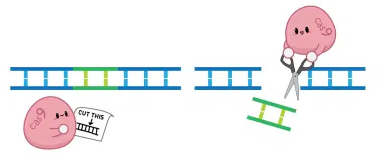 Cartoon of Cas9 protein identifying a DNA sequence like finding an element on the periodic table then cutting the DNA at the targeted site with scissors and removing a green segment.