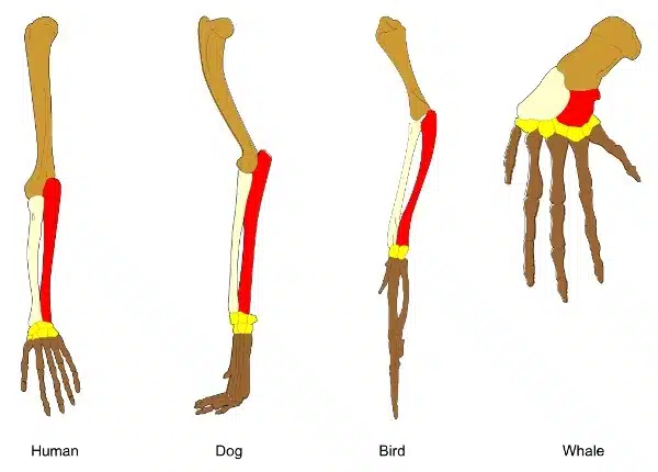 Diagram showing the forelimb bones of a human, dog, bird, and whale, highlighting similarities and differences in structure and orientation as evidence of Biological Evolution.