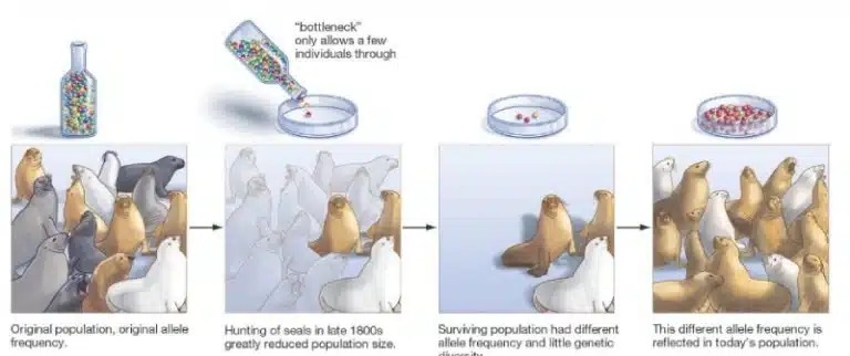 A diagram showing how a bottleneck event reduces genetic diversity in a seal population, illustrated by beads passing through a bottle neck and changes in seal color frequency over time, highlighting the role of bottlenecks in Biological Evolution.
