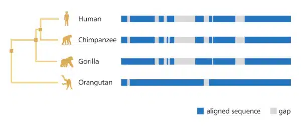 Diagram comparing DNA sequence alignment gaps among humans, chimpanzees, gorillas, and orangutans, with a phylogenetic tree on the left. Blue bars indicate aligned sequences; gray shows gaps, highlighting patterns of Biological Evolution.