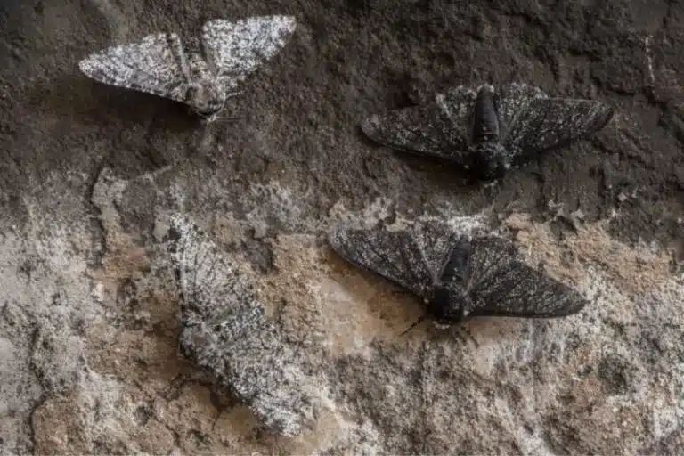 Four moths rest on a textured wall; two have lighter wings blending into the pale surface, and two have darker wings matching the dark area, illustrating biological evolution through natural camouflage.