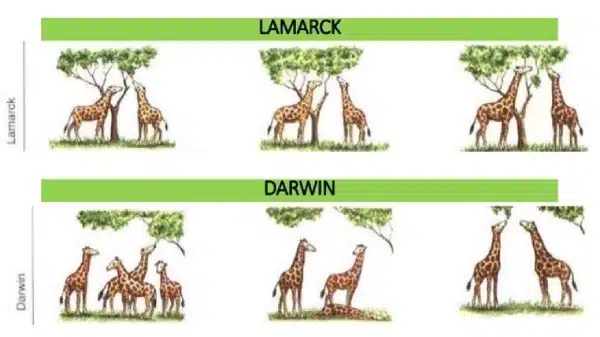 Diagram comparing Lamarck's and Darwin's theories of Biological Evolution using giraffes: Lamarck’s giraffes stretch necks over time, while Darwin’s show variation and survival of giraffes with longer necks.