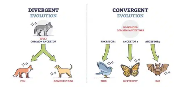 Diagram compares divergent Biological Evolution (wolf to fox and dog) on the left with convergent evolution (bird, butterfly, and bat) on the right, highlighting differences in wing evolution.