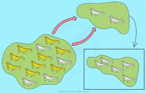 Illustration of Biological Evolution showing a lizard population splitting into two groups—one with mostly light-colored lizards and the other with a mix of light and dark, highlighting evolutionary divergence.