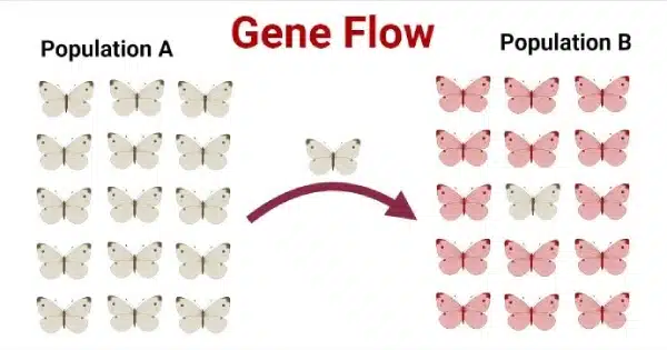 Diagram illustrating gene flow as part of biological evolution, with an arrow indicating movement from Population A (white butterflies) to Population B (pink butterflies).