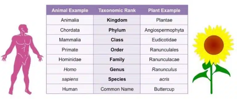 A comparison chart showing taxonomic ranks for a human and a buttercup, highlighting each level from kingdom to common name with examples, and illustrating their paths in Biological Evolution.