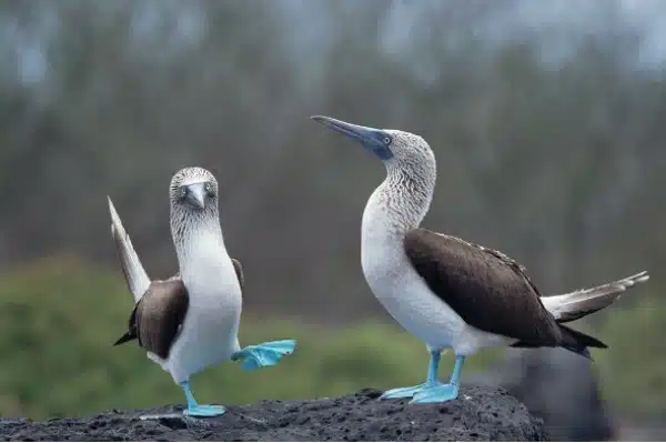 Two blue-footed boobies stand on a dark rock, one lifting its blue foot—a striking display shaped by biological evolution—set against blurred greenery in the background.