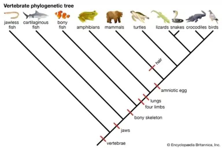 Diagram of a vertebrate phylogenetic tree illustrating Biological Evolution, with evolutionary branches and traits like jaws, vertebrae, four limbs, and hair—featuring images from jawless fish to birds at the top.