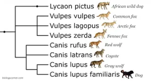 A diagram illustrates the evolutionary tree of canids, highlighting biological evolution among species such as the African wild dog, common fox, arctic fox, fennec fox, red wolf, coyote, gray wolf, and dog.