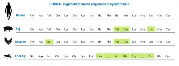 A comparison chart shows the amino acid sequences of cytochrome c in human, pig, chicken, and fruit fly, highlighting differences in green to illustrate Biological Evolution.