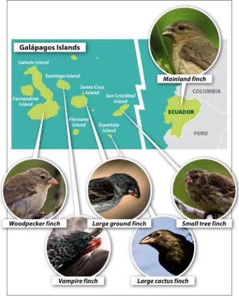 Map of the Galápagos Islands with photos of six finch species, highlighting Biological Evolution: mainland finch, woodpecker finch, large ground finch, small tree finch, vampire finch, and large cactus finch.