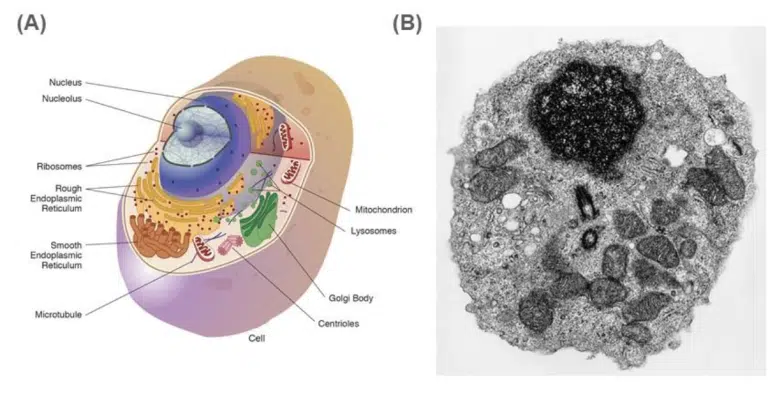 Side-by-side comparison of a labeled animal cell diagram (left) and a grayscale electron microscope image of a cell (right).
