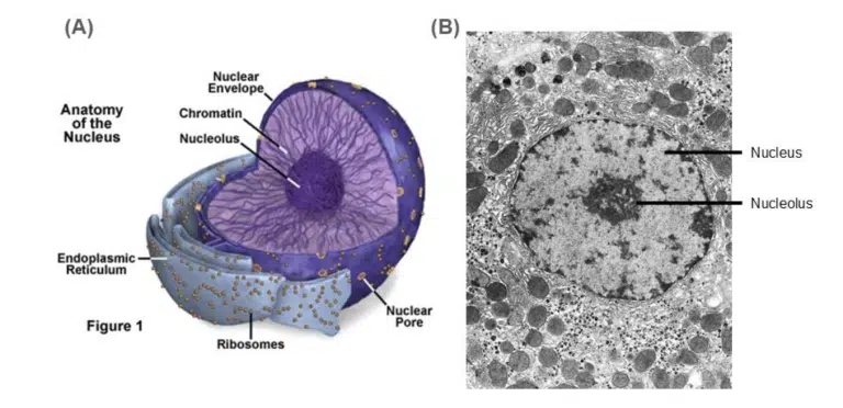 Two images: (A) Labeled diagram of a cell nucleus and surrounding structures; (B) Black-and-white electron micrograph of a cell nucleus labeled with nucleus and nucleolus.
