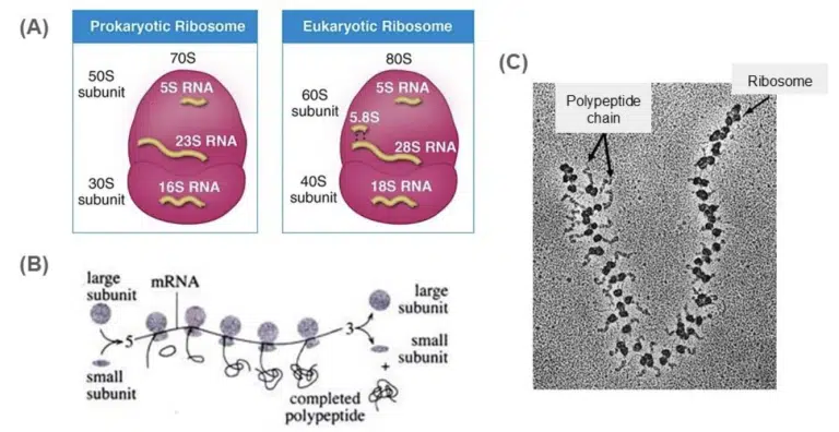 Diagrams compare prokaryotic and eukaryotic ribosomes and show ribosome structure, while an electron micrograph labels a ribosome and polypeptide chain.