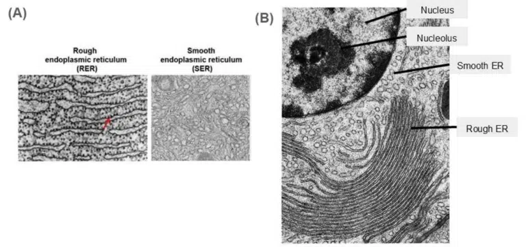 Panel A shows microscopic images of rough and smooth endoplasmic reticulum. Panel B is a labeled electron micrograph of a cell showing nucleus, nucleolus, rough ER, and smooth ER.