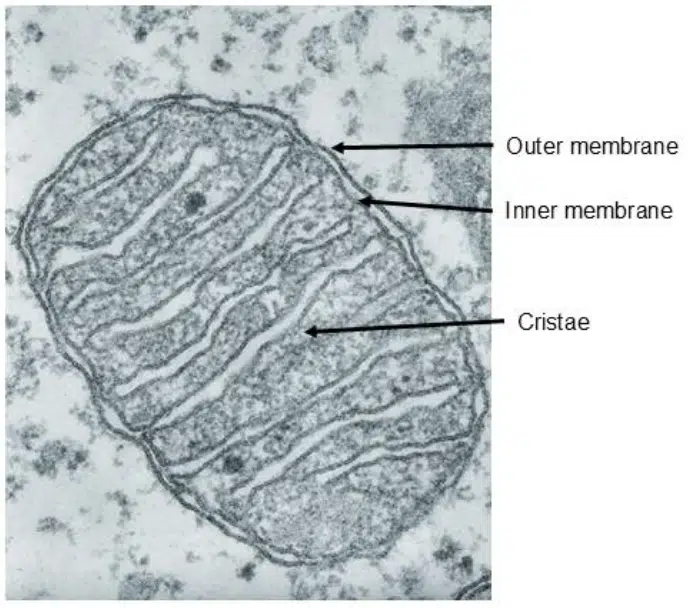 Electron microscope image of a mitochondrion showing the outer membrane, inner membrane, and cristae, each labeled with arrows.