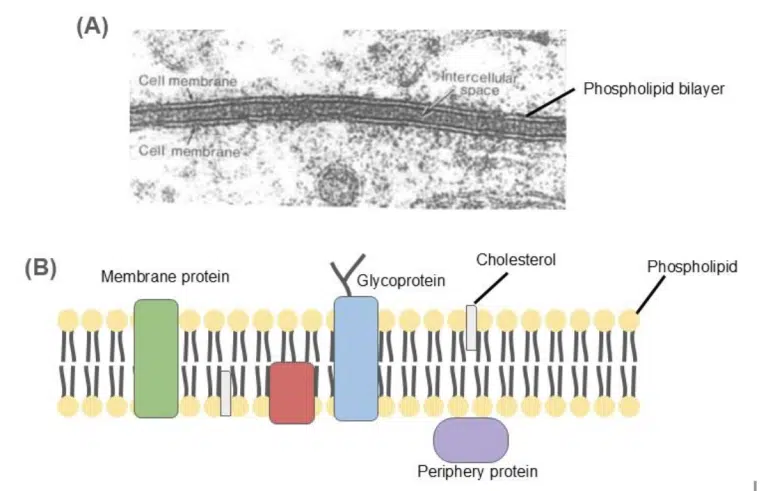 Microscopic image and diagram showing the structure of a phospholipid bilayer with proteins, cholesterol, and glycoproteins labeled.