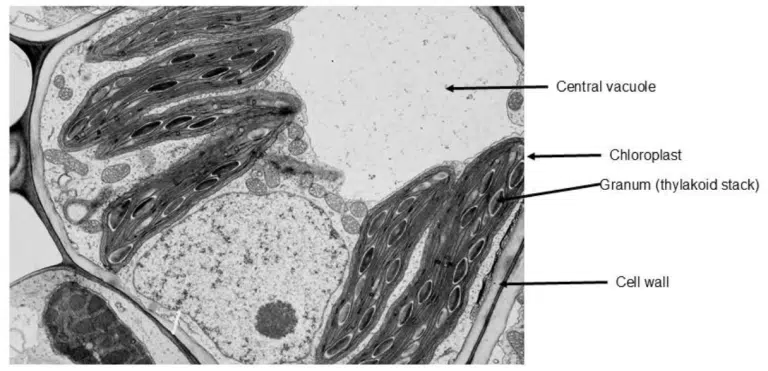 Electron microscope image of a plant cell with labeled structures: central vacuole, chloroplast, granum (thylakoid stack), and cell wall.