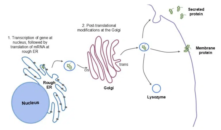 Diagram showing protein synthesis: gene transcription in nucleus, translation at rough ER, modification in Golgi, then proteins sent to lysosome, cell membrane, or secreted outside the cell.