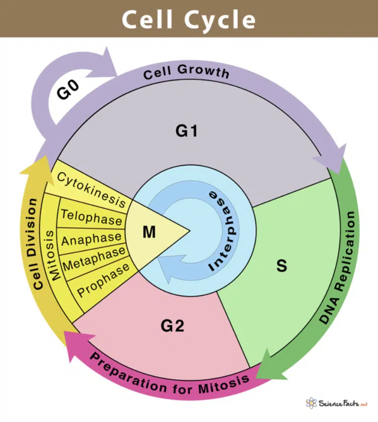 Diagram of the cell cycle showing phases G1, S, G2, M, and G0, with mitosis stages detailed: prophase, metaphase, anaphase, telophase, and cytokinesis.