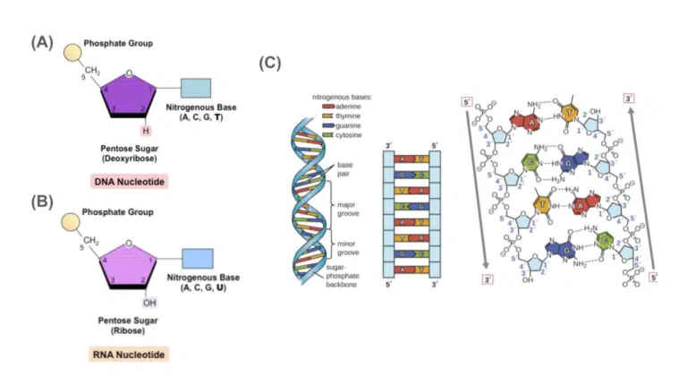 Diagram comparing DNA and RNA nucleotide structures (A, B) and showing DNA double helix structure with labeled base pairs, sugar-phosphate backbone, and grooves (C).