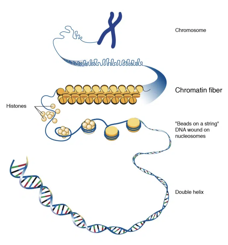 Diagram showing the structure of DNA from double helix to nucleosomes, chromatin fiber, and chromosome, with each level labeled.