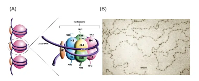 Diagram (A) shows the structure of nucleosomes with DNA wrapped around histone proteins; image (B) displays chromatin fibers under an electron microscope, with a 100 nm scale bar.