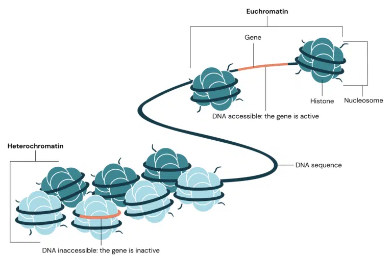 Diagram showing DNA wrapped around nucleosomes; tightly packed heterochromatin with inactive gene and loosely packed euchromatin with active gene labeled.