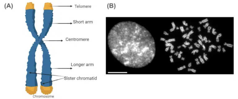(A) Diagram of a chromosome labeled with telomere, short arm, centromere, longer arm, and sister chromatid. (B) Microscopy image showing a nucleus and condensed chromosomes.