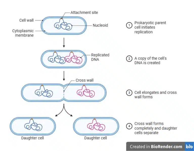 Diagram showing the process of binary fission in a prokaryotic cell, from DNA replication to the formation of two daughter cells, often illustrated using experimental techniques to highlight each stage.