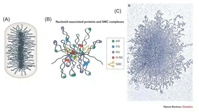 Three panels show: (A) a schematic of a dense nucleoid, (B) a diagram of DNA with colored nucleoid proteins, and (C) an electron micrograph of a bacterial nucleoid obtained using advanced experimental techniques.