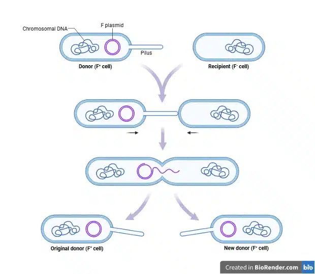 Diagram illustrating bacterial conjugation: an F+ donor cell transfers an F plasmid to an F- recipient cell via a pilus, demonstrating Experimental Techniques in studying gene transfer, resulting in two F+ cells.