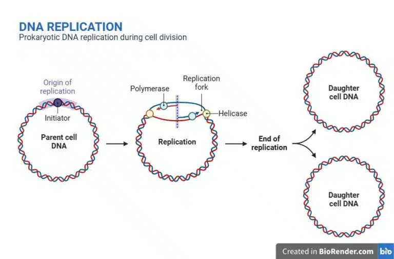 Diagram illustrating stages of prokaryotic DNA replication—initiation at origin, helicase and polymerase action, replication fork formation, and two daughter cell DNA molecules—often studied using experimental techniques.