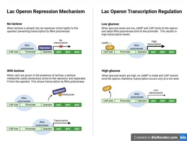 Diagram explaining the lac operon repression mechanism (with and without lactose) and how lac operon transcription regulation responds to high or low glucose levels in bacteria using various experimental techniques.