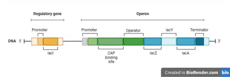Diagram of the lac operon on a DNA segment, useful in Experimental Techniques, showing regulatory gene lacI, promoter, operator, CAP binding site, structural genes lacZ, lacY, lacA, and terminator.