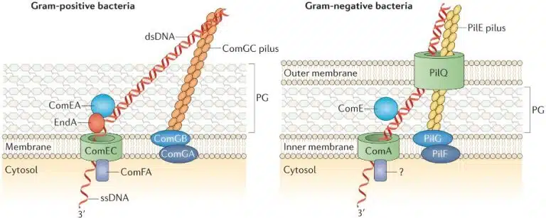 Diagram comparing DNA uptake mechanisms in Gram-positive and Gram-negative bacteria, highlighting different proteins, structures, and experimental techniques used to study DNA transport across membranes.