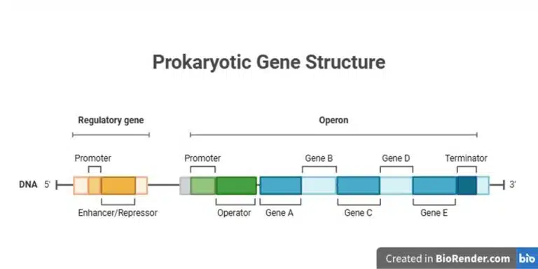 Diagram of prokaryotic gene structure, illustrating a regulatory gene with promoter and enhancer/repressor, and an operon with promoter, operator, genes A-E, and a terminator on a DNA strand—ideal for studying Experimental Techniques.