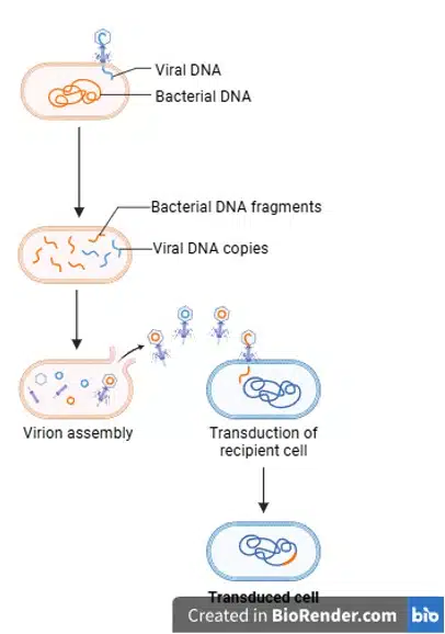 Diagram illustrating steps of bacterial transduction, a process often explored in Experimental Techniques: viral DNA integrates with bacterial DNA, new virions assemble, and the viral DNA is transferred to a recipient cell.