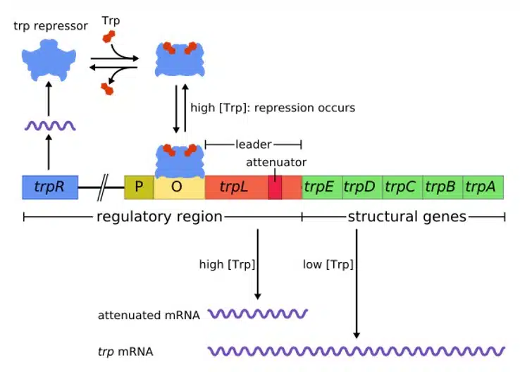 Diagram of the trp operon showing regulatory and structural genes, with repression and attenuation mechanisms depending on tryptophan levels—ideal for understanding Experimental Techniques in gene regulation.