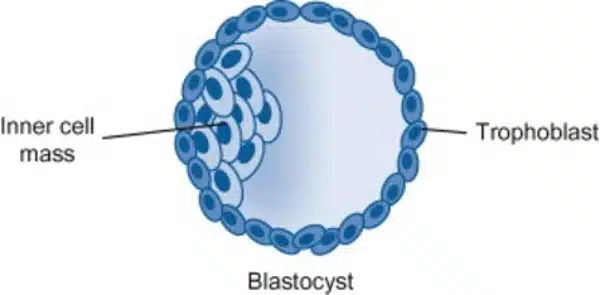 Diagram of a blastocyst showing the inner cell mass, which gives rise to stem cells, on one side and the outer layer labeled as trophoblast.