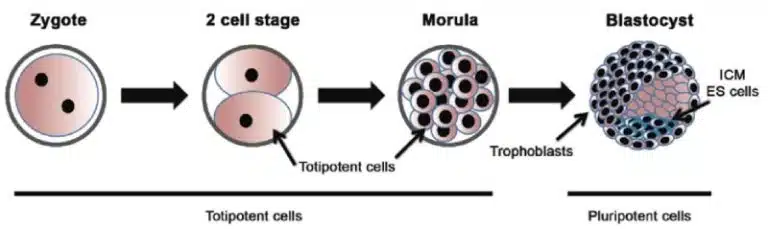 Diagram showing stages of early embryonic development—zygote, 2-cell stage, morula, and blastocyst—with labels for totipotent and pluripotent cells highlighting the role of stem cells.