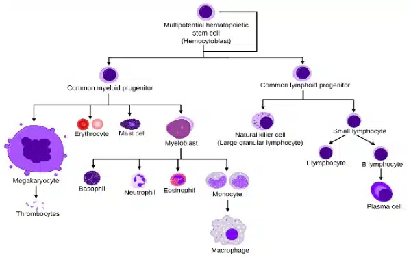 Flowchart illustrating the differentiation of multipotential stem cells into various blood cell types, including erythrocytes, leukocytes, and platelets.