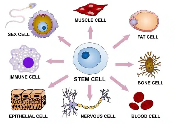 Diagram showing Stem Cells in the center with arrows pointing to various cell types: sex, fat, muscle, immune, bone, blood, nervous, and epithelial cells.
