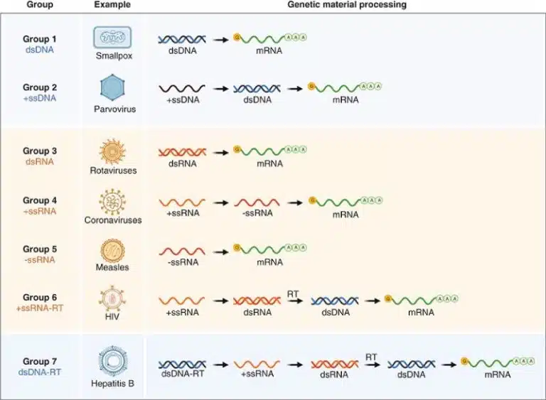 Diagram showing seven groups of viruses by genome type, with icons and arrows illustrating how viruses progress from genetic material to mRNA and proteins.