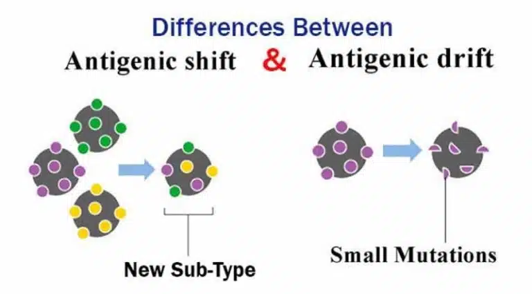 Diagram comparing antigenic shift, which creates a new viruses subtype, with antigenic drift, involving small mutations; illustrated with colored shapes on viruses.