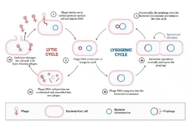 Diagram comparing the lytic and lysogenic cycles of viruses, specifically a bacteriophage infecting a bacterial cell, showing stages of infection, DNA integration, replication, and cell lysis.