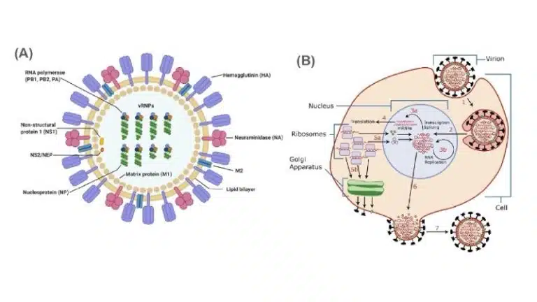Diagram showing (A) the structure of an influenza virus with labeled components and (B) the replication cycle of viruses inside a host cell, with key stages indicated.