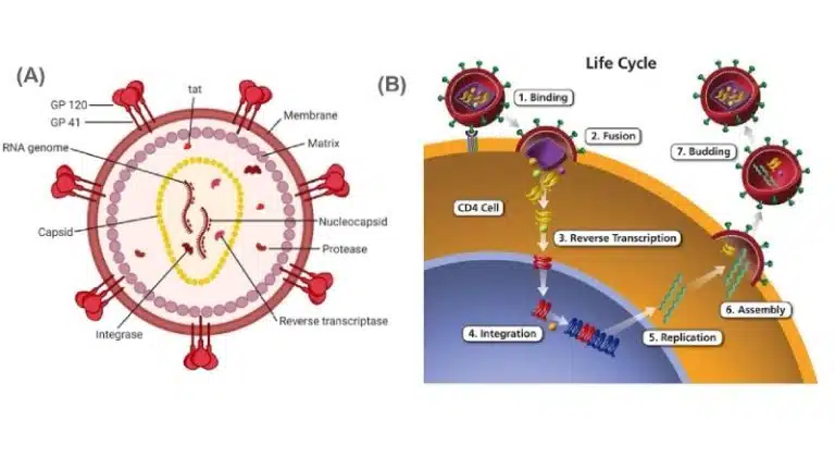 Diagram showing HIV structure (A) with labeled components and HIV life cycle (B), illustrating how viruses progress through binding, fusion, reverse transcription, integration, replication, assembly, and budding.